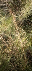 Adenochloa ecklonii