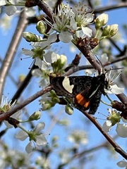 Psychomorpha epimenis