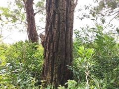 Eucalyptus robusta