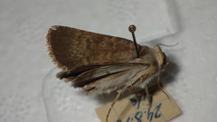 Standfussiana lucernea