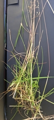 Adenochloa ecklonii