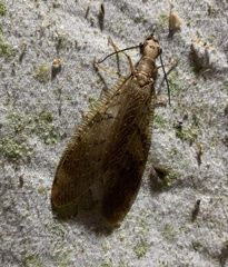 Corydalus flavicornis