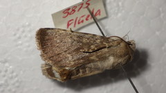 Standfussiana lucernea
