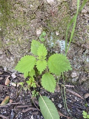 Hesperocnide tenella