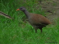 Crypturellus tataupa