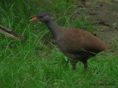 Crypturellus tataupa