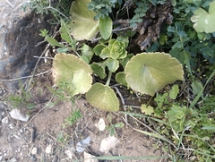 Umbilicus intermedius