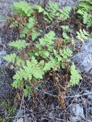 Woodsia obtusa