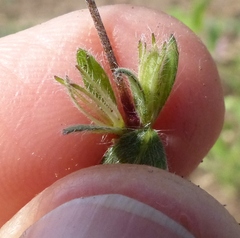Hygrophila serpyllum