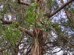 Eucalyptus robusta