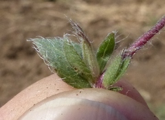 Hygrophila serpyllum