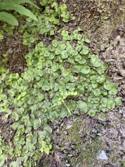 Marchantia polymorpha