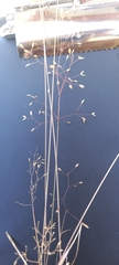 Adenochloa ecklonii