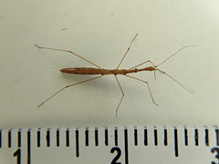 Hydrometra strigosa