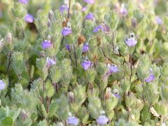 Hygrophila serpyllum