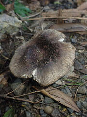 Russula vinaceocuticulata