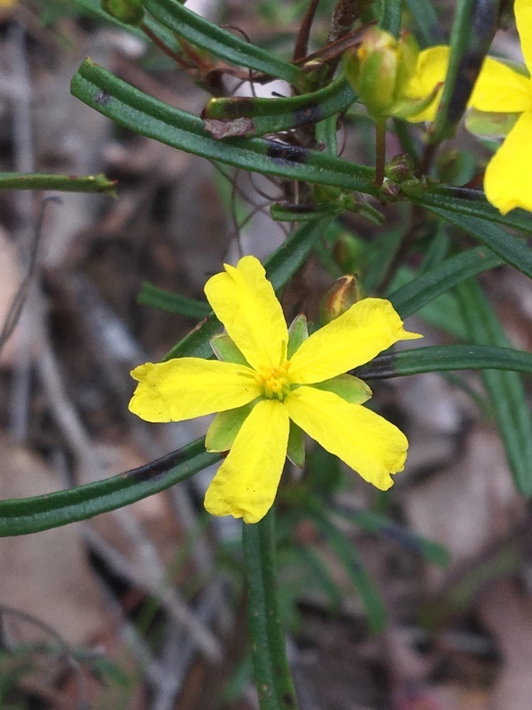 Stalked Guinea Flower