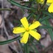 Hibbertia racemosa - Photo (c) QuestaGame,  זכויות יוצרים חלקיות (CC BY-NC-ND), הועלה על ידי QuestaGame