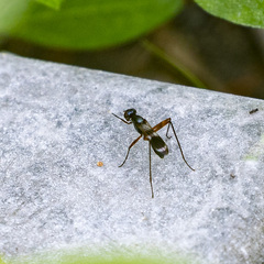 Taeniaptera trivittata