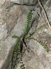Asplenium resiliens