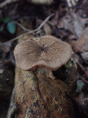 Pluteus perroseus