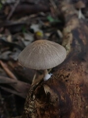 Pluteus minor