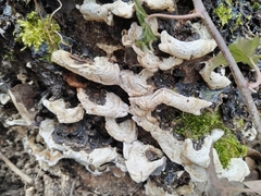 Auricularia mesenterica