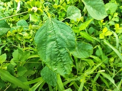 Acalypha indica