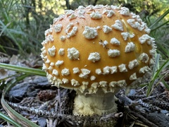 Amanita muscaria formosa
