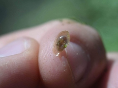 Ancylus fluviatilis
