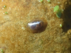 Ancylus fluviatilis