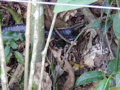 Chironius laevicollis