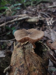 Pluteus perroseus