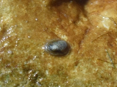 Ancylus fluviatilis