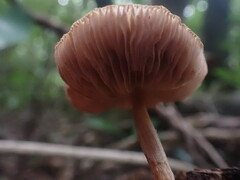 Pluteus perroseus