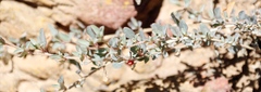 Tetragonia decumbens