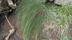 Festuca petraea