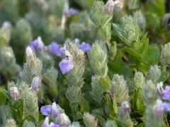 Hygrophila serpyllum