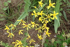 Senecio bupleuroides