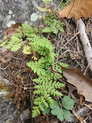 Woodsia obtusa