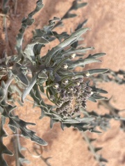 Dimorphocarpa wislizeni