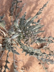 Dimorphocarpa wislizeni