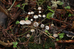 Mycena metata