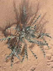 Dimorphocarpa wislizeni