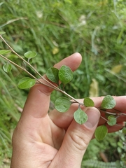 Helichrysum lanceolatum