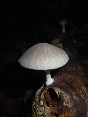 Pluteus minor