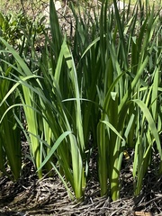 Iris pseudacorus