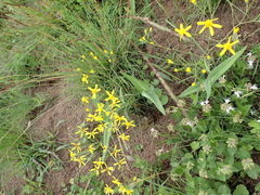 Senecio bupleuroides