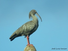 Theristicus caerulescens