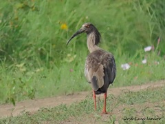 Theristicus caerulescens